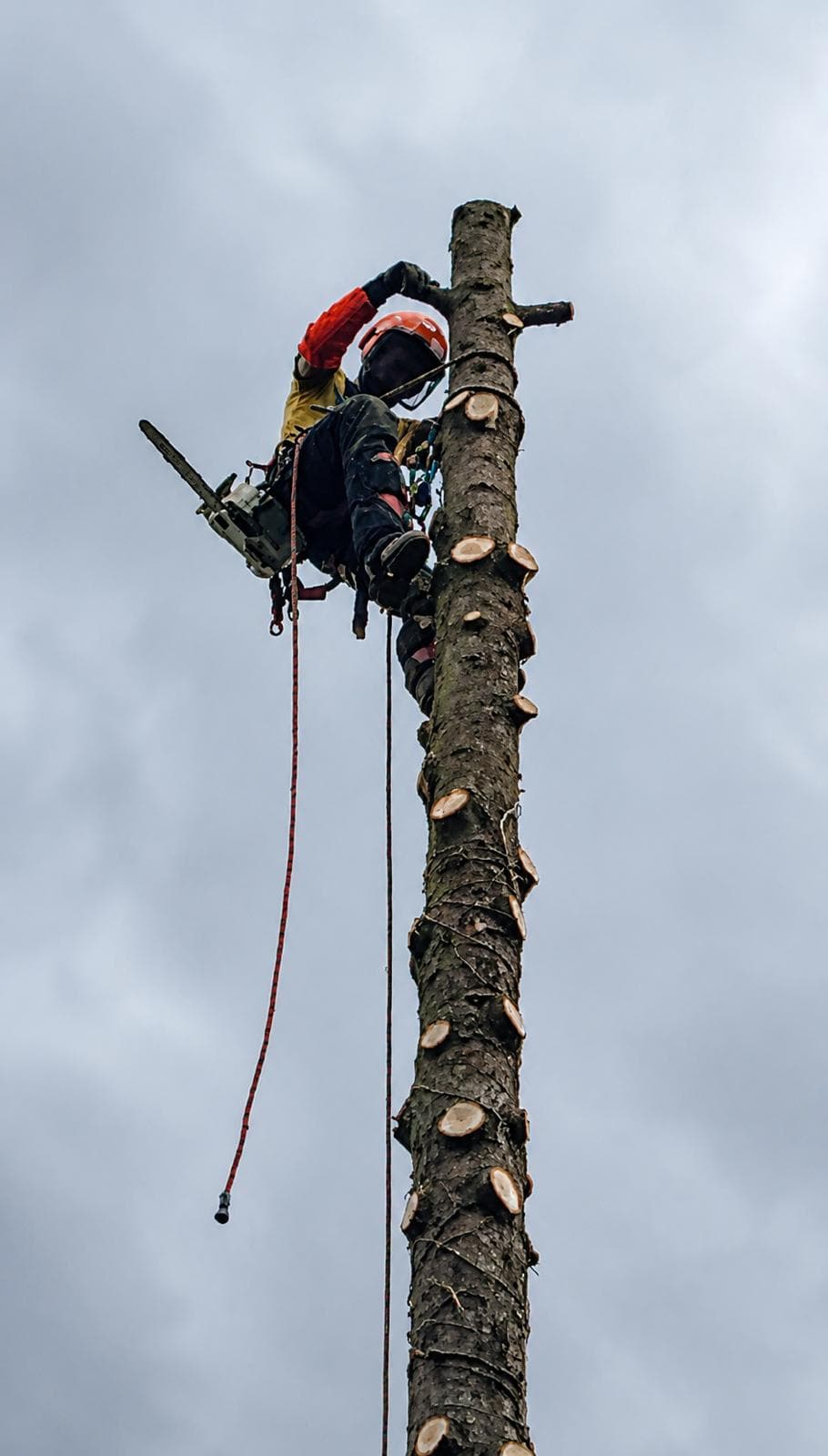 Mathieu D'Alelio — arboriste grimpeur en action