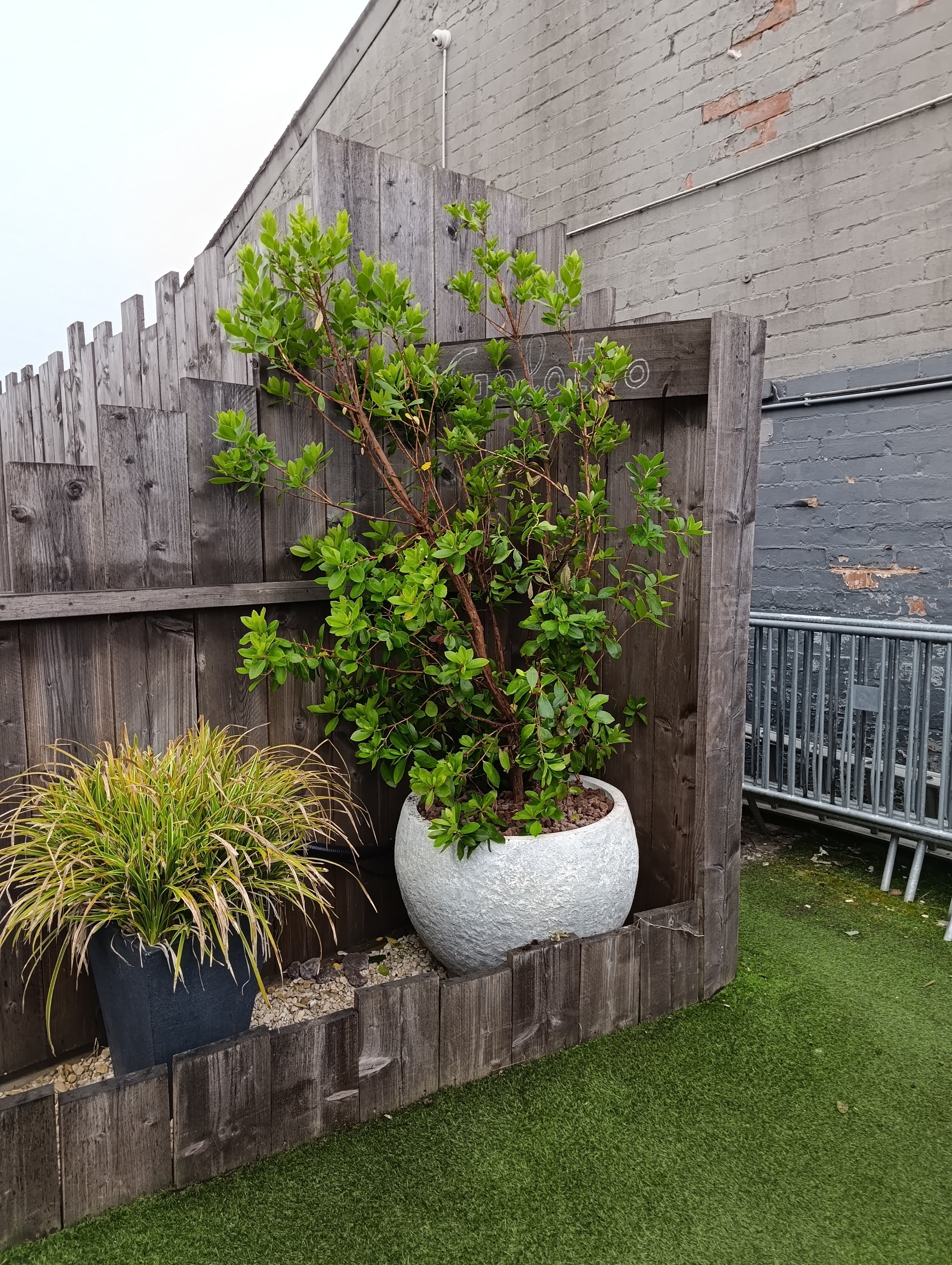 Arbuste et graminées plantés en bacs à l'entrée de la terrasse