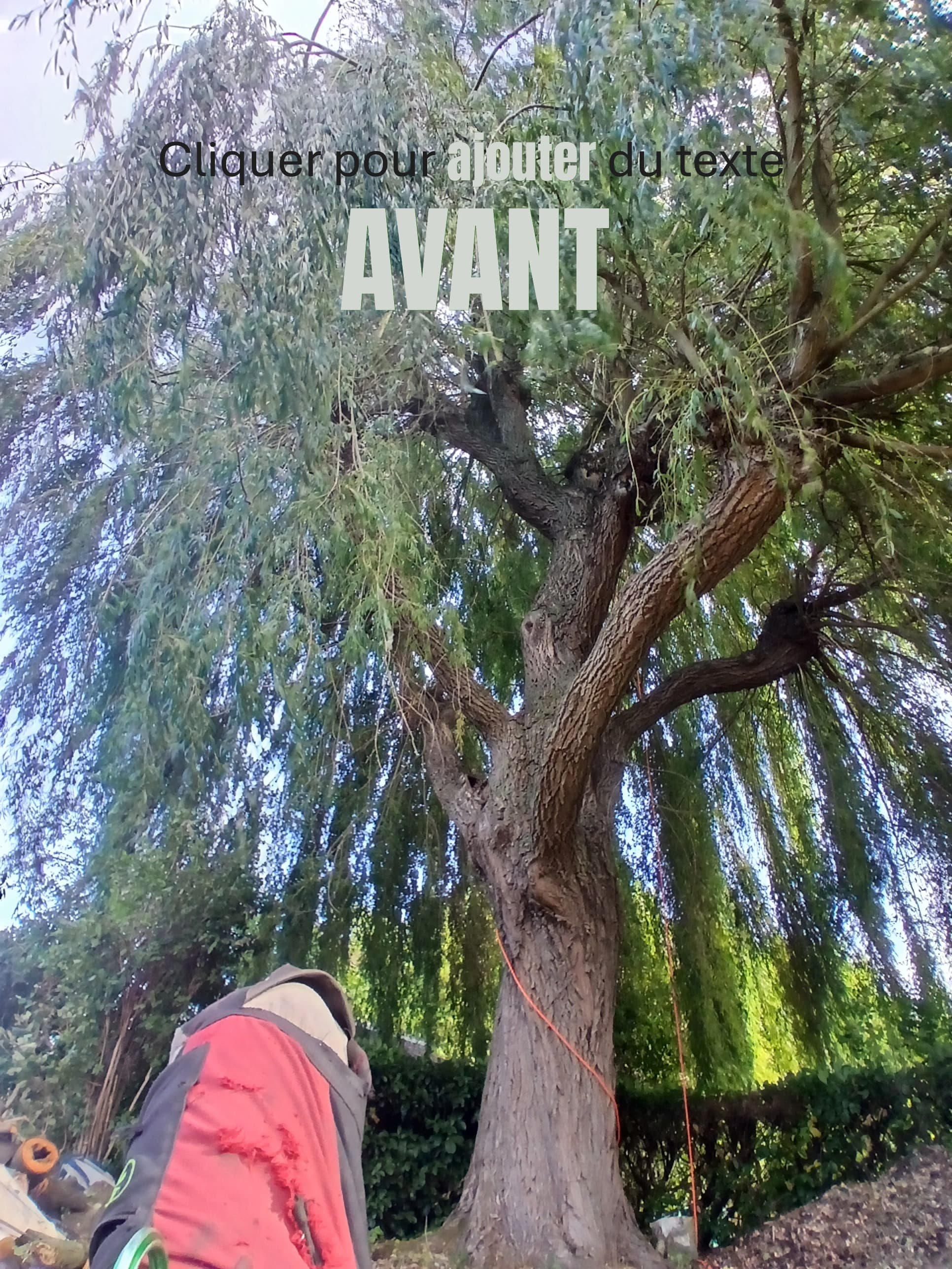Saule pleureur avant taille — arboriste en action