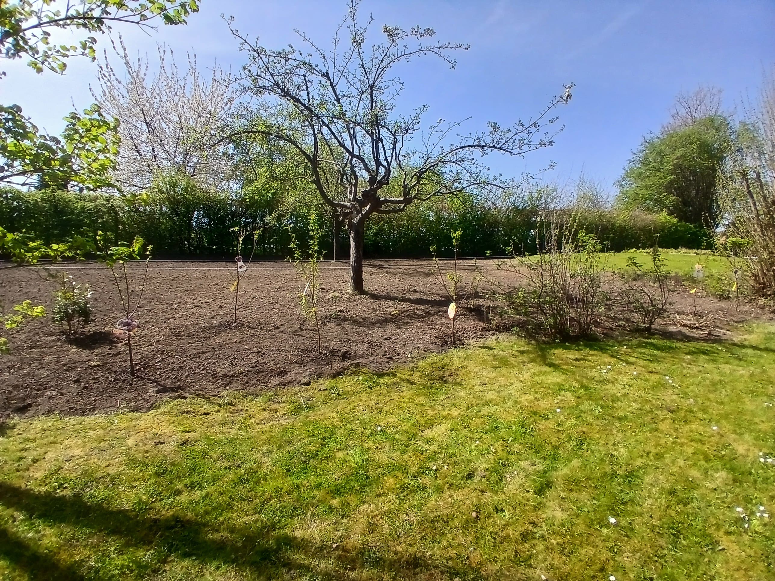 Plantation de jeunes arbustes dans le sol préparé