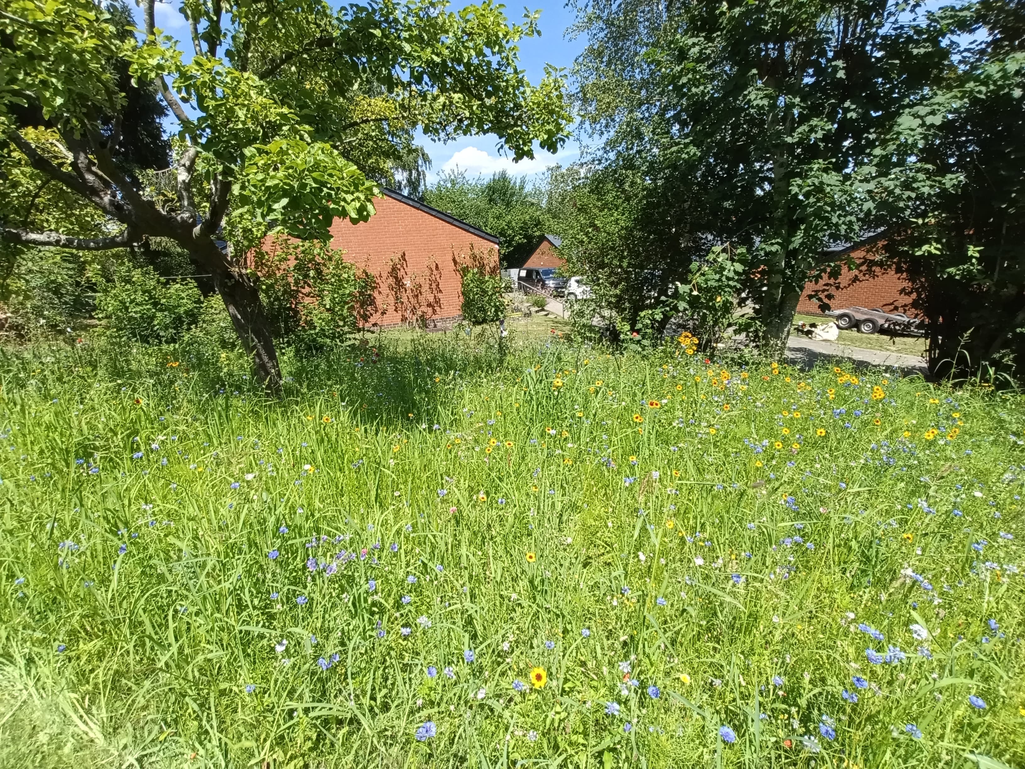 Bleuets et fleurs sauvages du pré fleuri en été